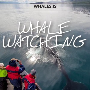 Whale Watching tour from Hauganes