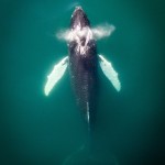 humpbackwhale