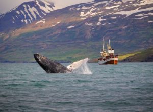 The 2016 whale watching season will soon start.