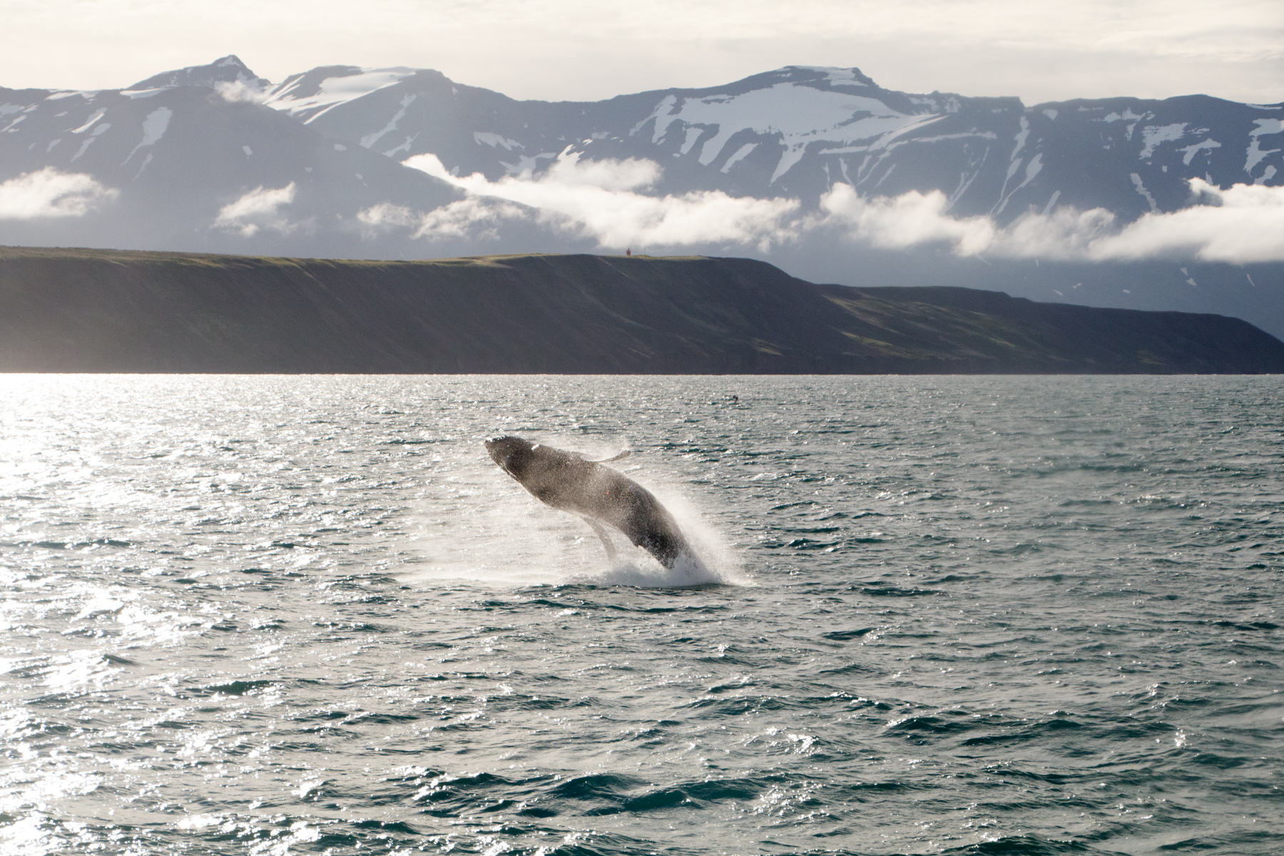 Humpback whale breaching iceland