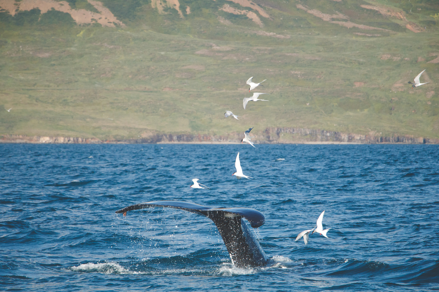 Photographing whales tips