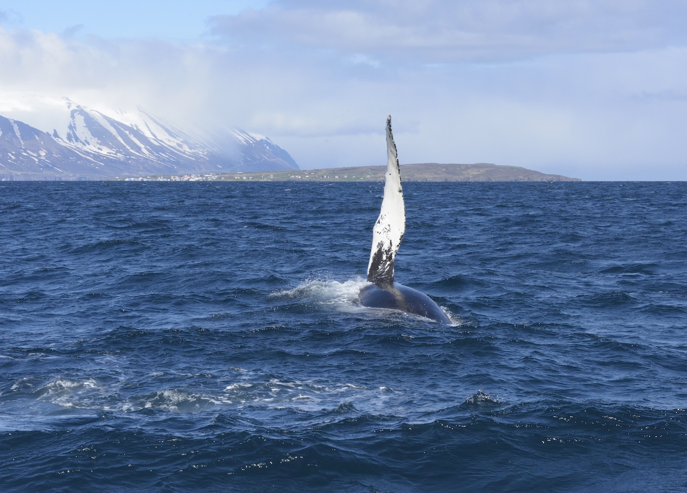 Waiving humpback whale on a tour near Hauganes.
