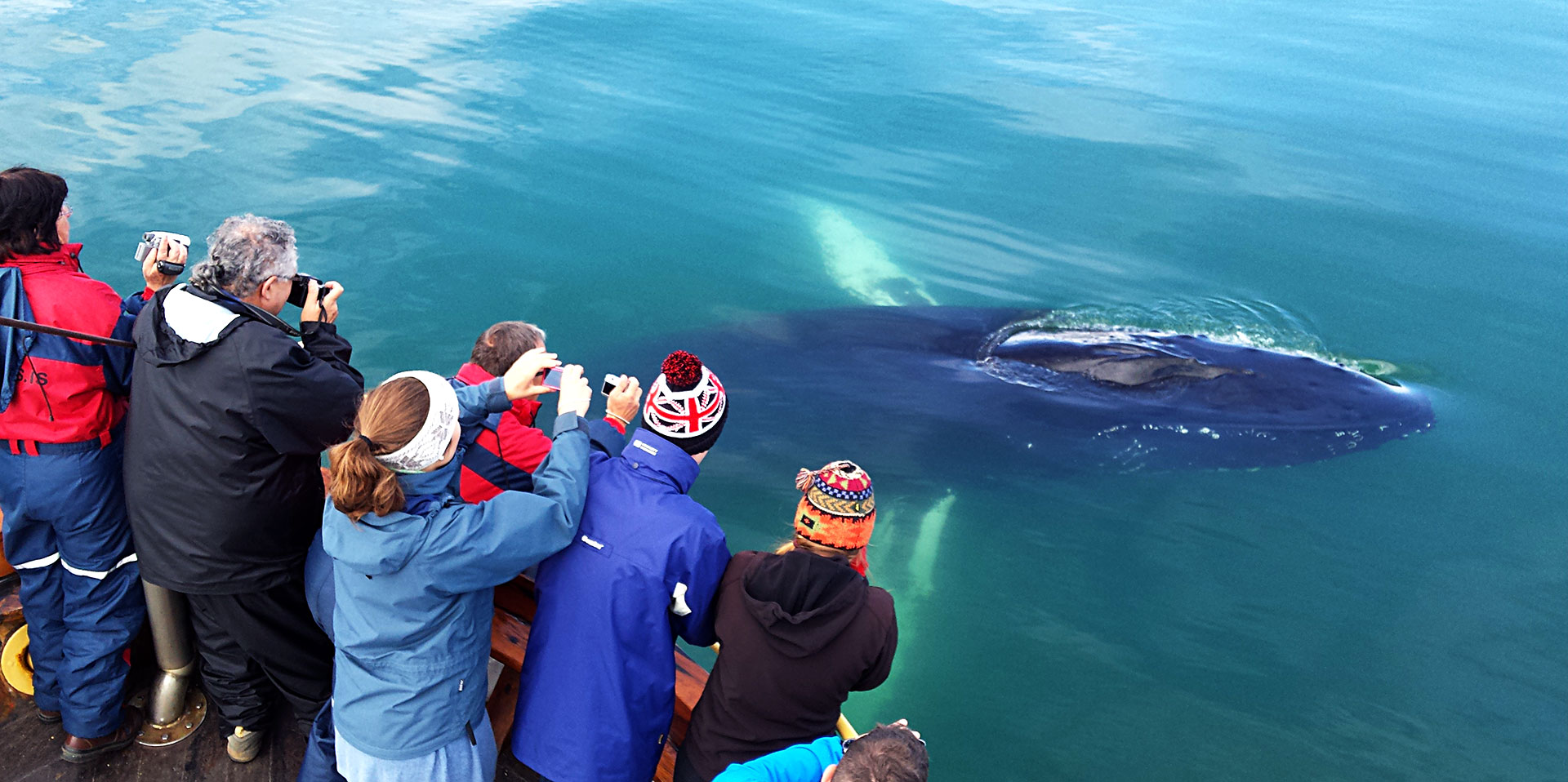 The perfect whale watching tour