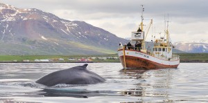 Short distance to the whales in Eyjafjordur, Whale watching Hauganes