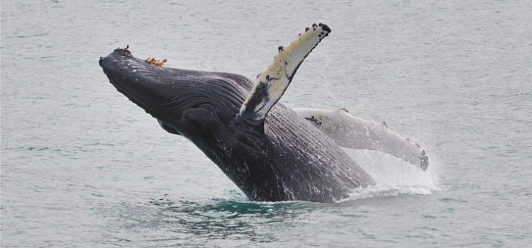 Humpback Whale Names Humpback Whale Names
