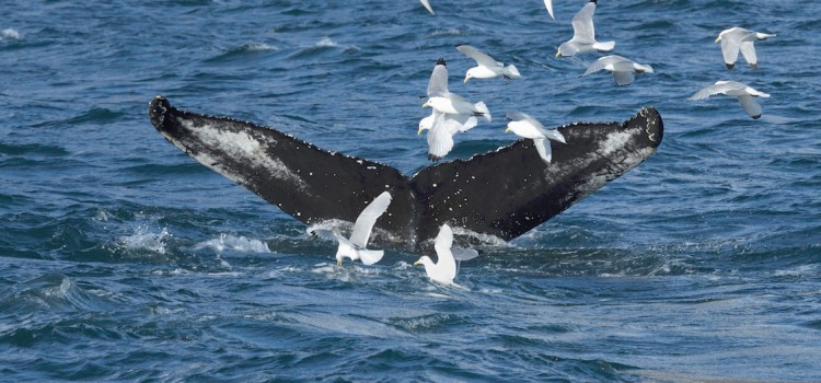 Whale Watching Success in June 2015 Whale Watching Success in June 2015