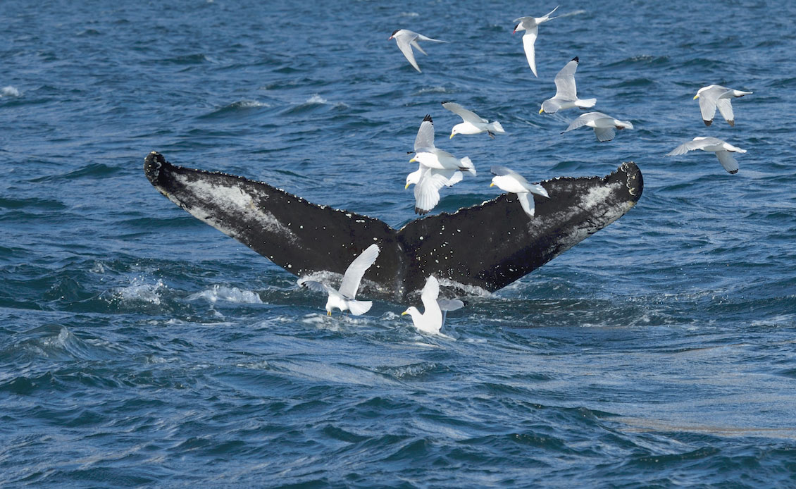Whale Watching Success in June 2015