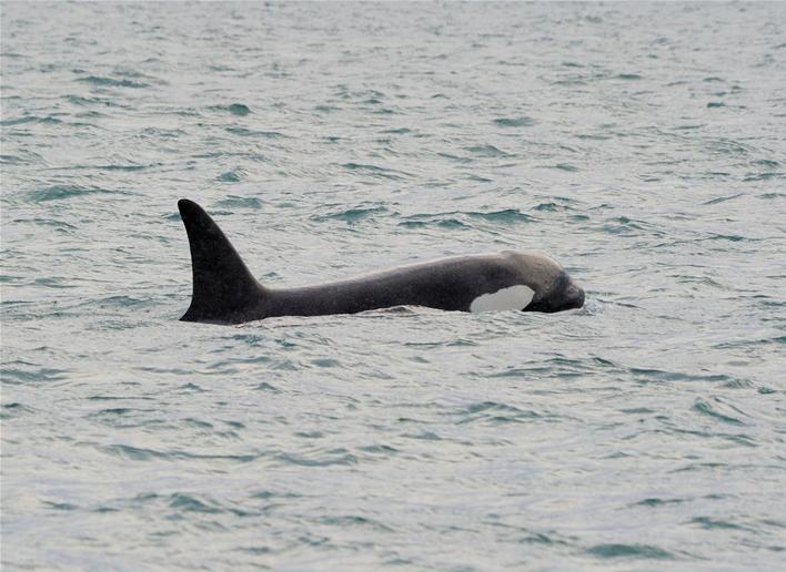 Hahyrningur_5 | Iceland Whale Watching Hauganes Tours