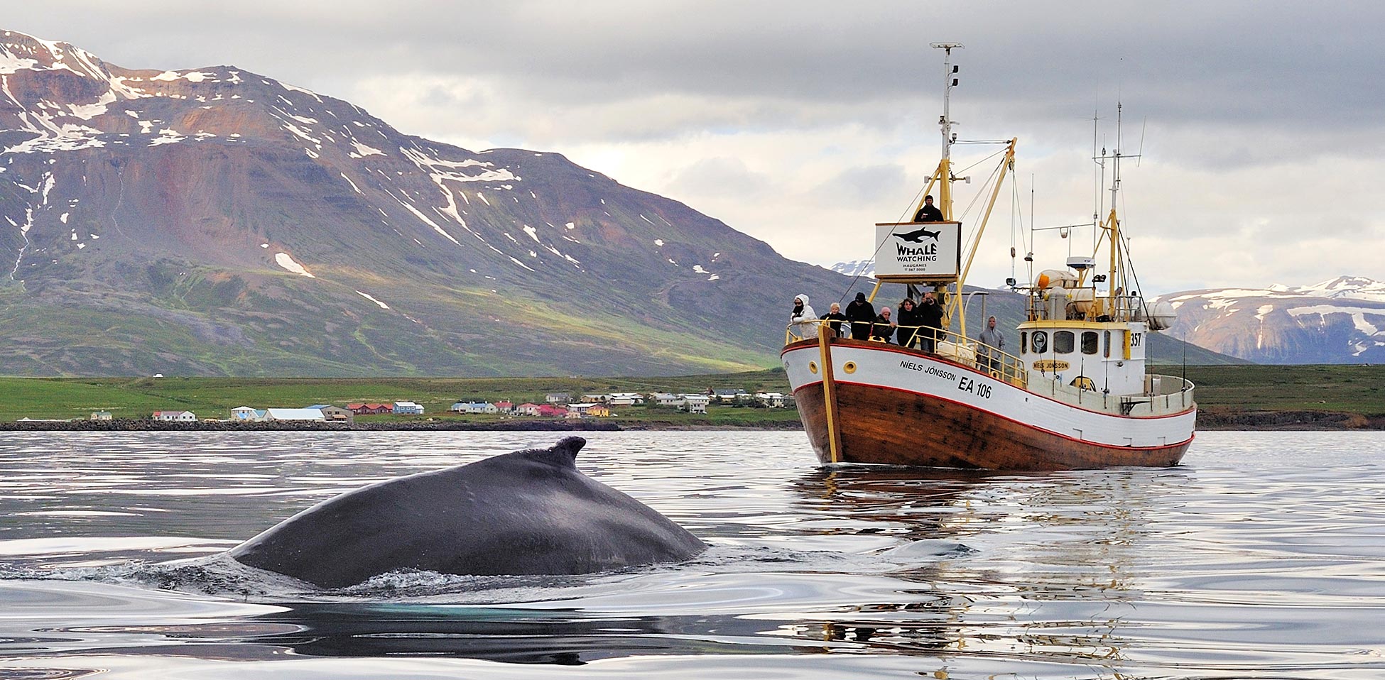 Hauganes-whale | Iceland Whale Watching Hauganes Tours