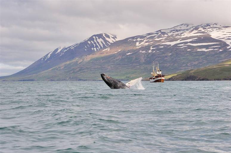 Hnufubakur_3 | Iceland Whale Watching Hauganes Tours