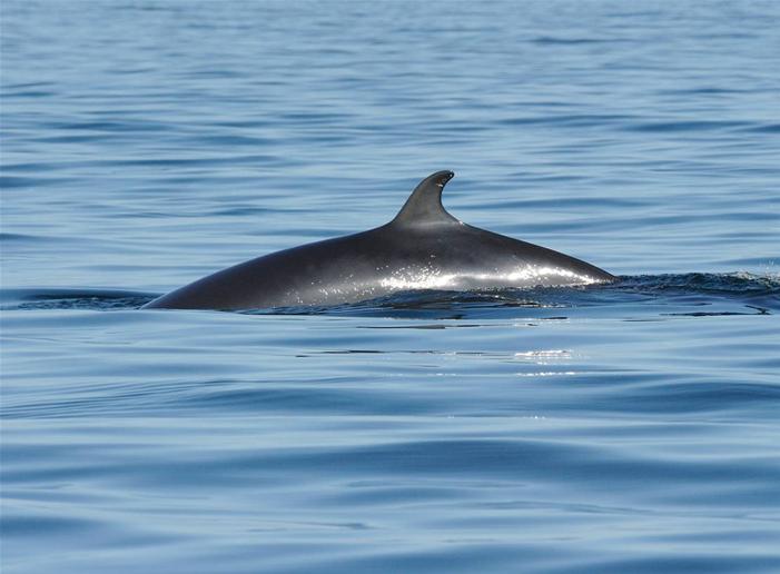 Hrefna_1 | Iceland Whale Watching Hauganes Tours