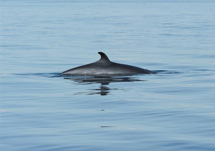 Hrefna_2 | Iceland Whale Watching Hauganes Tours