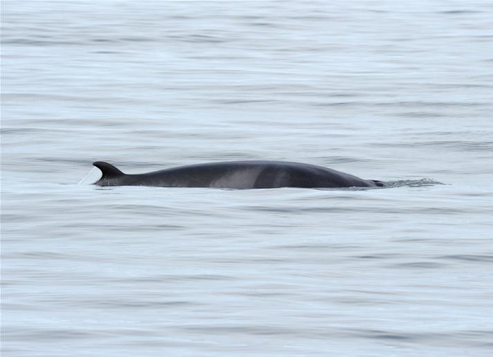 Hrefna_5 | Iceland Whale Watching Hauganes Tours