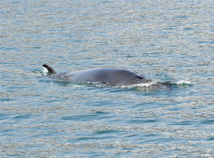 Hrefna_9 | Iceland Whale Watching Hauganes Tours