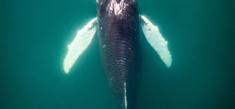 Whales in winter Whales in winter