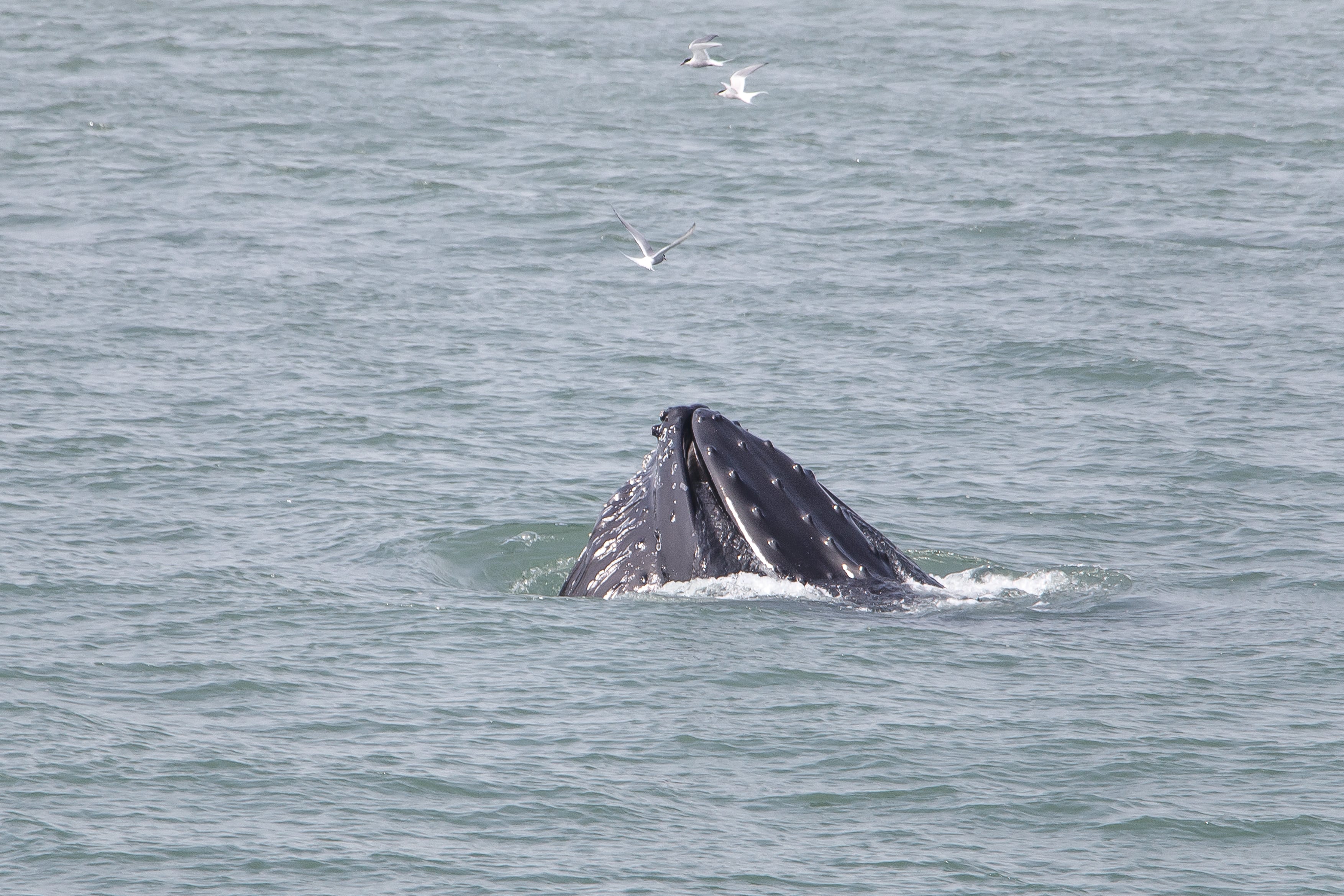 Arctic Sterns | Iceland Whale Watching Hauganes Tours