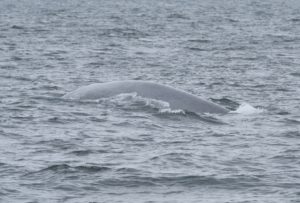 Blue Whale in Eyjafjörður