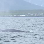 Blue Whale in Eyjafjörður