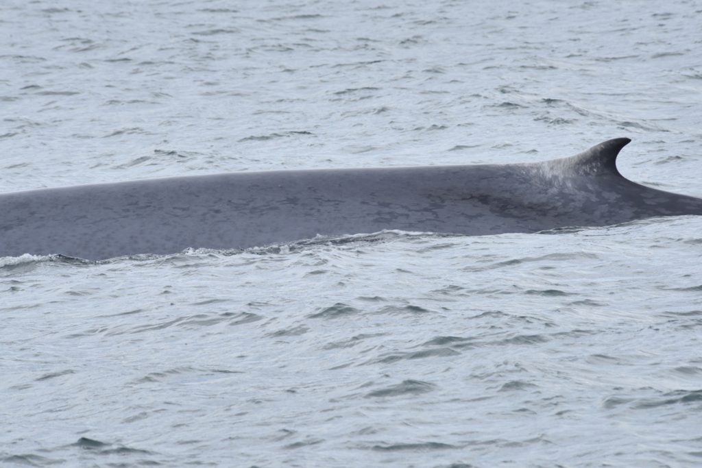 Blue Whale dorsal fin | Iceland Whale Watching Hauganes Tours