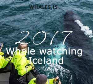 whale watching North Iceland tour