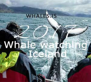 whale watching Iceland tour