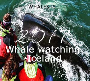 Iceland whale watching tour