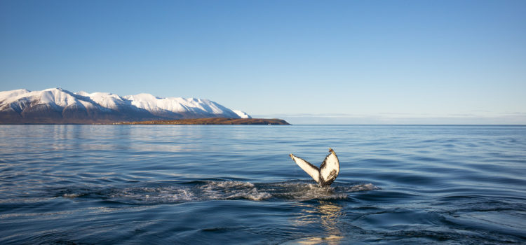 The end of the 2018 season. What an amazing summer we had here in Eyjafjörður fjord The end of the 2018 season. What an amazing summer we had here in Eyjafjörður fjord