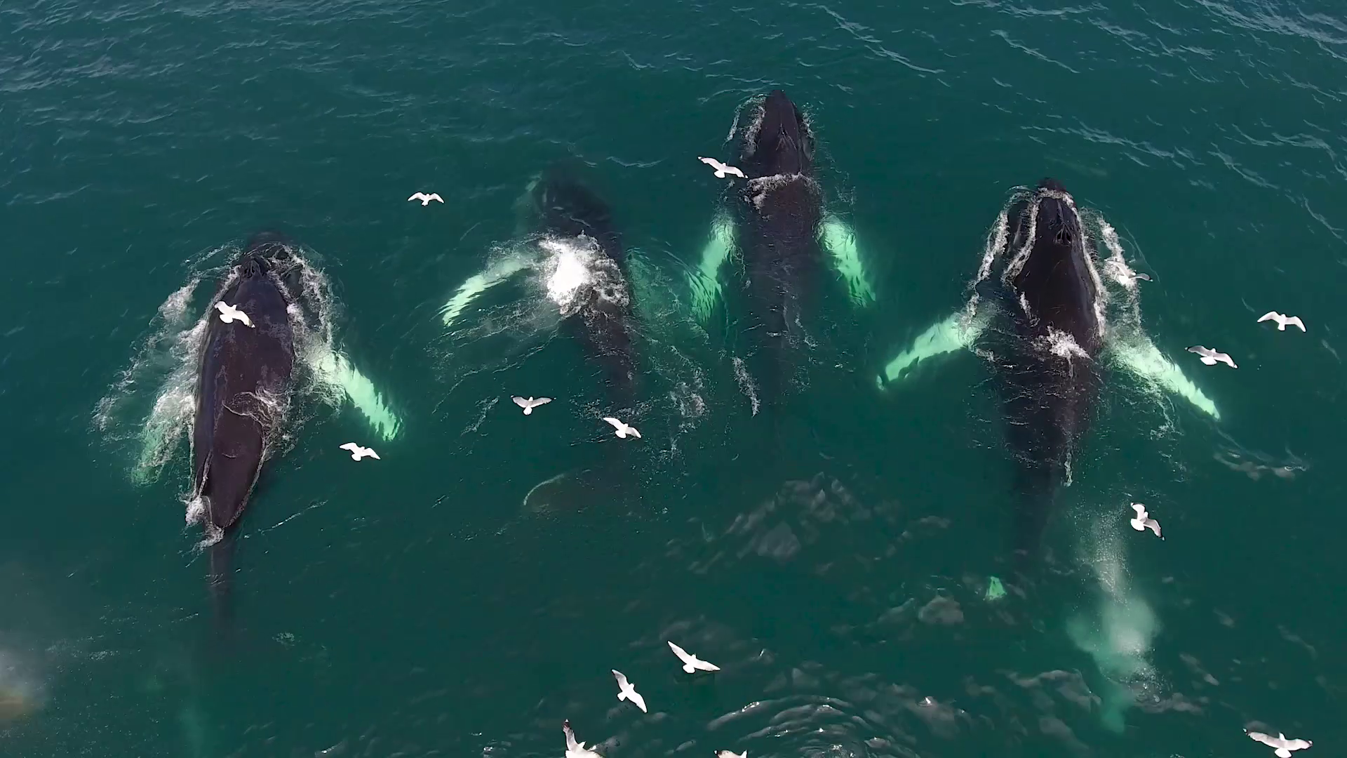 Whales all around!