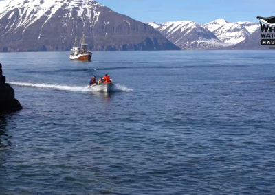 Skiing by boat in Iceland